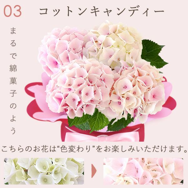 あじさい (4号) ＆選べるスイーツセット 母の日 プレゼント ははの日 花 生花 ギフト 選べる アジサイ 紫陽花 あじさい 4号 鉢花 花鉢 鉢植え 生花 どら焼き どらやき スイートポテト みかんゼリー 送料無料 スイーツ お菓子 和菓子 洋菓子 ギフトセット おいもや