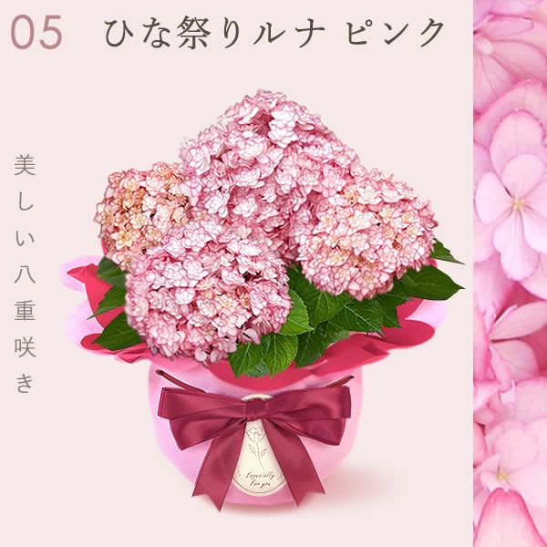 あじさい (4号) ＆選べるスイーツセット 母の日 プレゼント ははの日 花 生花 ギフト 選べる アジサイ 紫陽花 あじさい 4号 鉢花 花鉢 鉢植え 生花 どら焼き どらやき スイートポテト みかんゼリー 送料無料 スイーツ お菓子 和菓子 洋菓子 ギフトセット おいもや