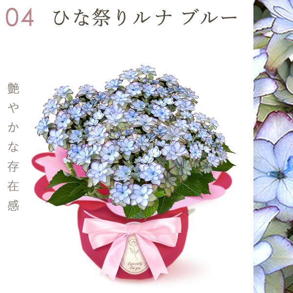 あじさい (4号) ＆選べるスイーツセット 母の日 プレゼント ははの日 花 生花 ギフト 選べる アジサイ 紫陽花 あじさい 4号 鉢花 花鉢 鉢植え 生花 どら焼き どらやき スイートポテト みかんゼリー 送料無料 スイーツ お菓子 和菓子 洋菓子 ギフトセット おいもや