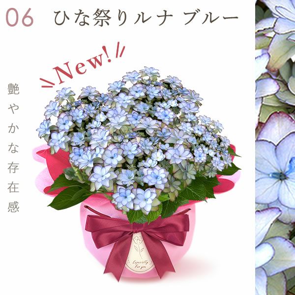 あじさい (4号) ＆選べるスイーツセット 母の日 プレゼント ははの日 花 生花 ギフト 選べる アジサイ 紫陽花 あじさい 4号 鉢花 花鉢 鉢植え 生花 どら焼き どらやき スイートポテト みかんゼリー 送料無料 スイーツ お菓子 和菓子 洋菓子 ギフトセット おいもや