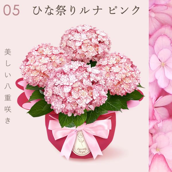 あじさい (4号) ＆選べるスイーツセット 母の日 プレゼント ははの日 花 生花 ギフト 選べる アジサイ 紫陽花 あじさい 4号 鉢花 花鉢 鉢植え 生花 どら焼き どらやき スイートポテト みかんゼリー 送料無料 スイーツ お菓子 和菓子 洋菓子 ギフトセット おいもや