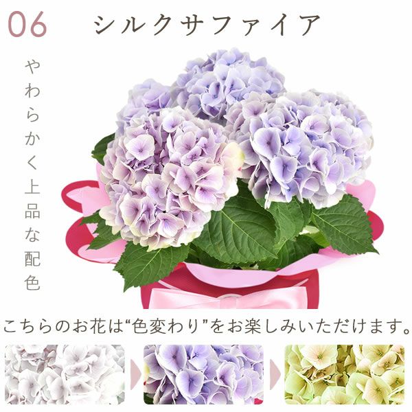 あじさい (4号) ＆選べるスイーツセット 母の日 プレゼント ははの日 花 生花 ギフト 選べる アジサイ 紫陽花 あじさい 4号 鉢花 花鉢 鉢植え 生花 どら焼き どらやき スイートポテト みかんゼリー 送料無料 スイーツ お菓子 和菓子 洋菓子 ギフトセット おいもや