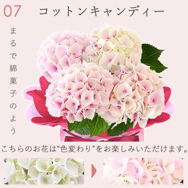 あじさい (4号) ＆選べるスイーツセット 母の日 プレゼント ははの日 花 生花 ギフト 選べる アジサイ 紫陽花 あじさい 4号 鉢花 花鉢 鉢植え 生花 どら焼き どらやき スイートポテト みかんゼリー 送料無料 スイーツ お菓子 和菓子 洋菓子 ギフトセット おいもや