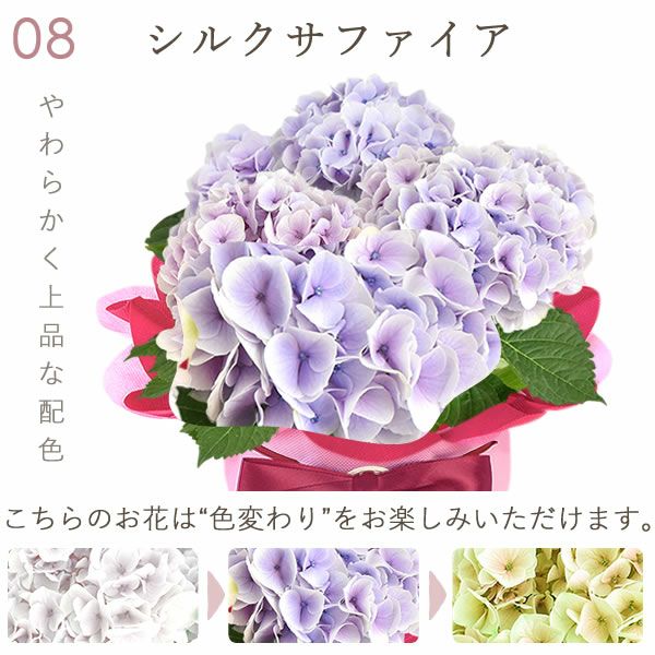 あじさい (4号) ＆選べるスイーツセット 母の日 プレゼント ははの日 花 生花 ギフト 選べる アジサイ 紫陽花 あじさい 4号 鉢花 花鉢 鉢植え 生花 どら焼き どらやき スイートポテト みかんゼリー 送料無料 スイーツ お菓子 和菓子 洋菓子 ギフトセット おいもや