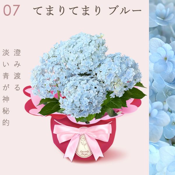あじさい (4号) ＆選べるスイーツセット 母の日 プレゼント ははの日 花 生花 ギフト 選べる アジサイ 紫陽花 あじさい 4号 鉢花 花鉢 鉢植え 生花 どら焼き どらやき スイートポテト みかんゼリー 送料無料 スイーツ お菓子 和菓子 洋菓子 ギフトセット おいもや