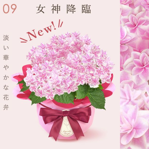 あじさい (4号) ＆選べるスイーツセット 母の日 プレゼント ははの日 花 生花 ギフト 選べる アジサイ 紫陽花 あじさい 4号 鉢花 花鉢 鉢植え 生花 どら焼き どらやき スイートポテト みかんゼリー 送料無料 スイーツ お菓子 和菓子 洋菓子 ギフトセット おいもや