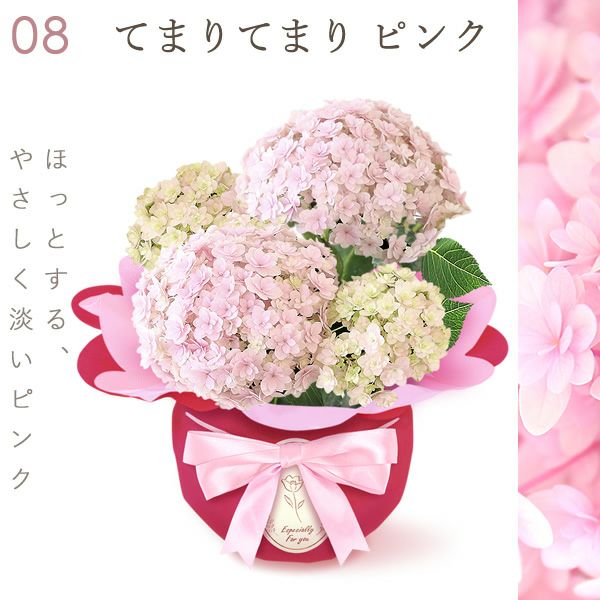 あじさい (4号) ＆選べるスイーツセット 母の日 プレゼント ははの日 花 生花 ギフト 選べる アジサイ 紫陽花 あじさい 4号 鉢花 花鉢 鉢植え 生花 どら焼き どらやき スイートポテト みかんゼリー 送料無料 スイーツ お菓子 和菓子 洋菓子 ギフトセット おいもや