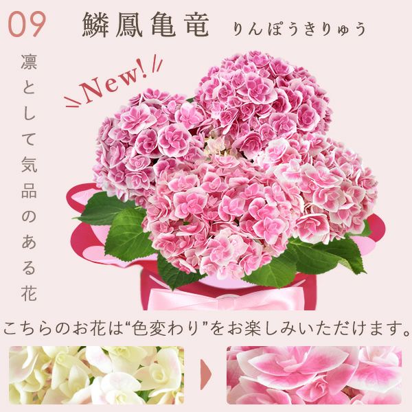 あじさい (4号) ＆選べるスイーツセット 母の日 プレゼント ははの日 花 生花 ギフト 選べる アジサイ 紫陽花 あじさい 4号 鉢花 花鉢 鉢植え 生花 どら焼き どらやき スイートポテト みかんゼリー 送料無料 スイーツ お菓子 和菓子 洋菓子 ギフトセット おいもや