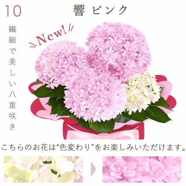 あじさい (4号) ＆選べるスイーツセット 母の日 プレゼント ははの日 花 生花 ギフト 選べる アジサイ 紫陽花 あじさい 4号 鉢花 花鉢 鉢植え 生花 どら焼き どらやき スイートポテト みかんゼリー 送料無料 スイーツ お菓子 和菓子 洋菓子 ギフトセット おいもや