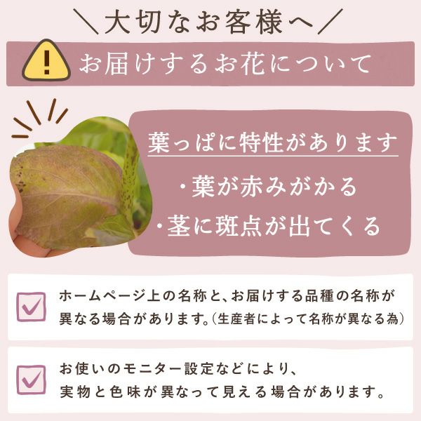 あじさい (4号) ＆選べるスイーツセット 母の日 プレゼント ははの日 花 生花 ギフト 選べる アジサイ 紫陽花 あじさい 4号 鉢花 花鉢 鉢植え 生花 どら焼き どらやき スイートポテト みかんゼリー 送料無料 スイーツ お菓子 和菓子 洋菓子 ギフトセット おいもや