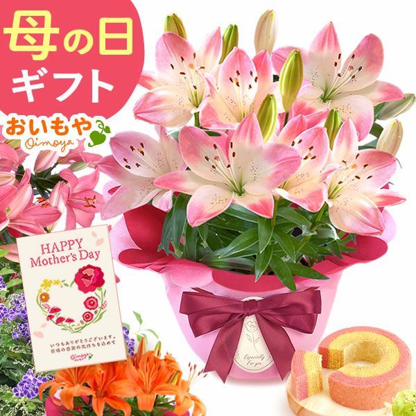  選べる鉢花(デュランタ・ゆり)＋苺バウム 