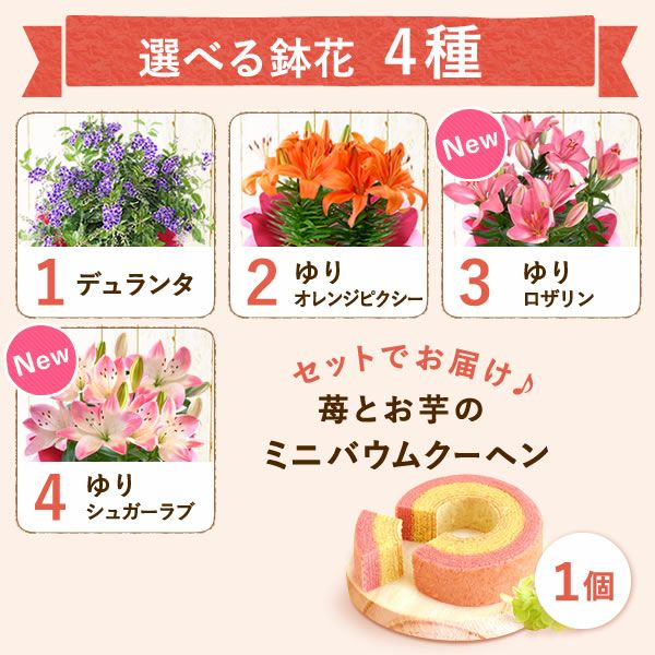  選べる鉢花(デュランタ・ゆり)＋苺バウム 