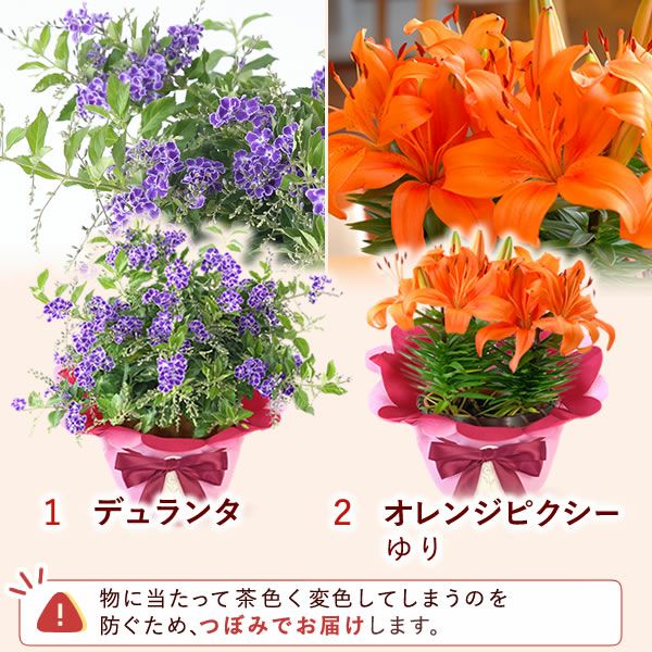  選べる鉢花(デュランタ・ゆり)＋苺バウム 