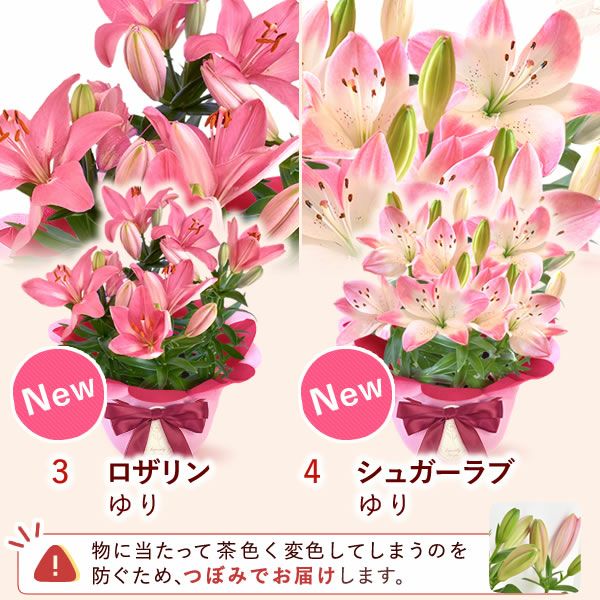  選べる鉢花(デュランタ・ゆり)＋苺バウム 