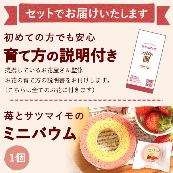  選べる鉢花(デュランタ・ゆり)＋苺バウム 