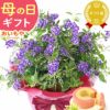  選べる鉢花(デュランタ・ゆり)＋苺バウム 