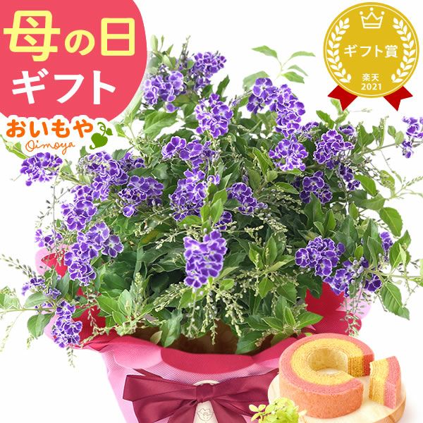  選べる鉢花(デュランタ・ゆり)＋苺バウム 