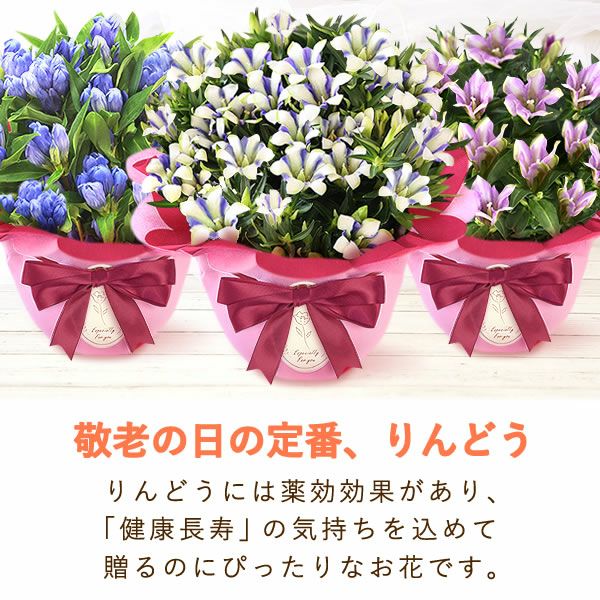 りんどう 5号＆選べるスイーツギフト 敬老の日 プレゼント ギフト 花 りんどう 竜胆 リンドウ 生花 花鉢 孫 ありがとう バウムクーヘン 干し芋 芋けんぴ かりんとう カステラ ようかん あんみつ 秋 送料無料 スイーツ お菓子 和菓子 洋菓子 メッセージカード おいもや