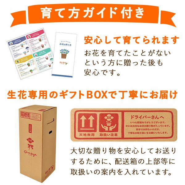 りんどう 5号＆選べるスイーツギフト 敬老の日 プレゼント ギフト 花 りんどう 竜胆 リンドウ 生花 花鉢 孫 ありがとう バウムクーヘン 干し芋 芋けんぴ かりんとう カステラ ようかん あんみつ 秋 送料無料 スイーツ お菓子 和菓子 洋菓子 メッセージカード おいもや