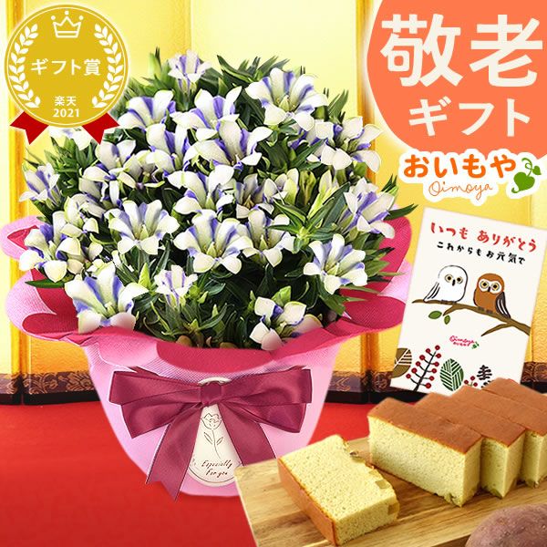 りんどう 5号＆選べるスイーツギフト 敬老の日 プレゼント ギフト 花 りんどう 竜胆 リンドウ 生花 花鉢 孫 ありがとう バウムクーヘン 干し芋 芋けんぴ かりんとう カステラ ようかん あんみつ 秋 送料無料 スイーツ お菓子 和菓子 洋菓子 メッセージカード おいもや