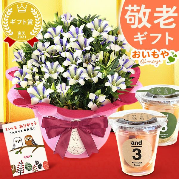 りんどう 5号＆選べるスイーツギフト 敬老の日 プレゼント ギフト 花 りんどう 竜胆 リンドウ 生花 花鉢 孫 ありがとう バウムクーヘン 干し芋 芋けんぴ かりんとう カステラ ようかん あんみつ 秋 送料無料 スイーツ お菓子 和菓子 洋菓子 メッセージカード おいもや