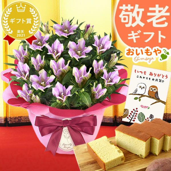 りんどう 5号＆選べるスイーツギフト 敬老の日 プレゼント ギフト 花 りんどう 竜胆 リンドウ 生花 花鉢 孫 ありがとう バウムクーヘン 干し芋 芋けんぴ かりんとう カステラ ようかん あんみつ 秋 送料無料 スイーツ お菓子 和菓子 洋菓子 メッセージカード おいもや