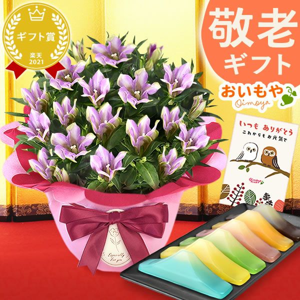 りんどう 5号＆選べるスイーツギフト 敬老の日 プレゼント ギフト 花 りんどう 竜胆 リンドウ 生花 花鉢 孫 ありがとう バウムクーヘン 干し芋 芋けんぴ かりんとう カステラ ようかん あんみつ 秋 送料無料 スイーツ お菓子 和菓子 洋菓子 メッセージカード おいもや