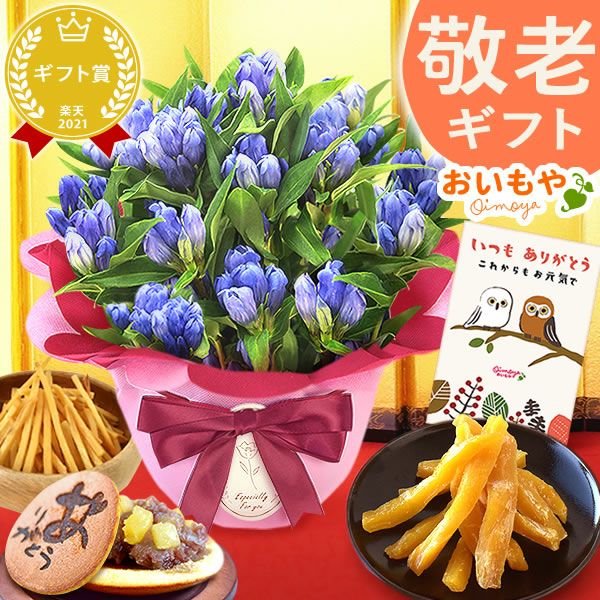 りんどう 5号＆選べるスイーツギフト 敬老の日 プレゼント ギフト 花 りんどう 竜胆 リンドウ 生花 花鉢 孫 ありがとう バウムクーヘン 干し芋 芋けんぴ かりんとう カステラ ようかん あんみつ 秋 送料無料 スイーツ お菓子 和菓子 洋菓子 メッセージカード おいもや