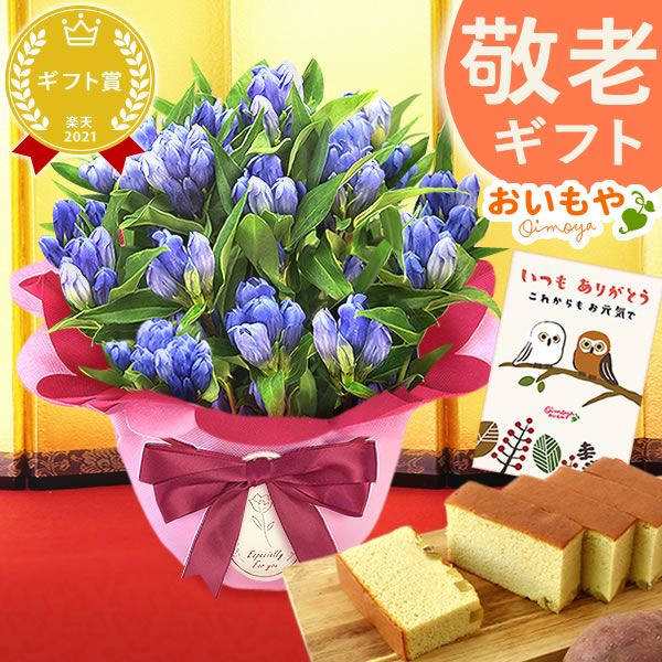 りんどう 5号＆選べるスイーツギフト 敬老の日 プレゼント ギフト 花 りんどう 竜胆 リンドウ 生花 花鉢 孫 ありがとう バウムクーヘン 干し芋 芋けんぴ かりんとう カステラ ようかん あんみつ 秋 送料無料 スイーツ お菓子 和菓子 洋菓子 メッセージカード おいもや