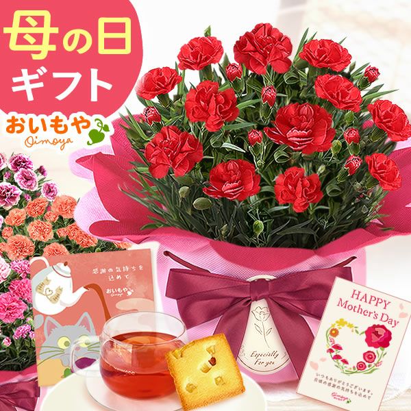 カーネーション(4号)＆お芋スイーツとはちみつ紅茶セット