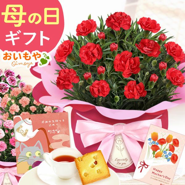 カーネーション(4号)＆お芋スイーツとはちみつ紅茶セット