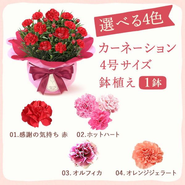 カーネーション(4号)＆お芋スイーツとはちみつ紅茶セット