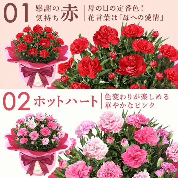 カーネーション(4号)＆お芋スイーツとはちみつ紅茶セット