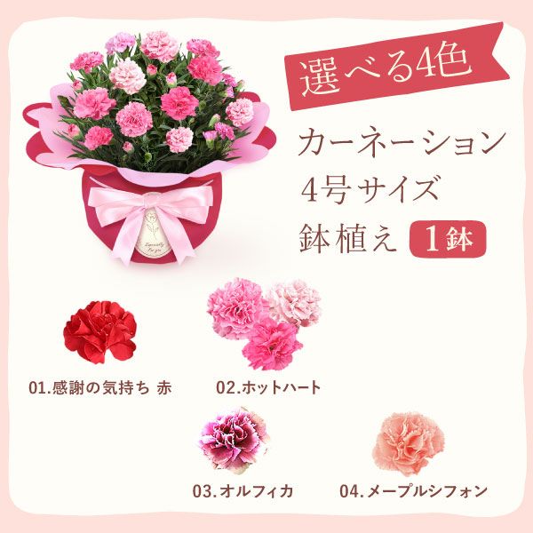 カーネーション(4号)＆お芋スイーツとはちみつ紅茶セット