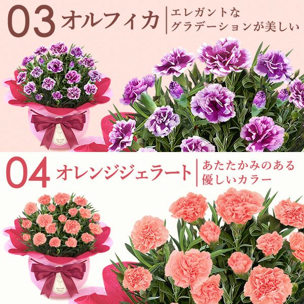 カーネーション(4号)＆お芋スイーツとはちみつ紅茶セット