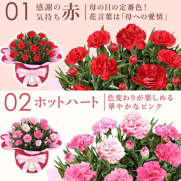 カーネーション(4号)＆お芋スイーツとはちみつ紅茶セット