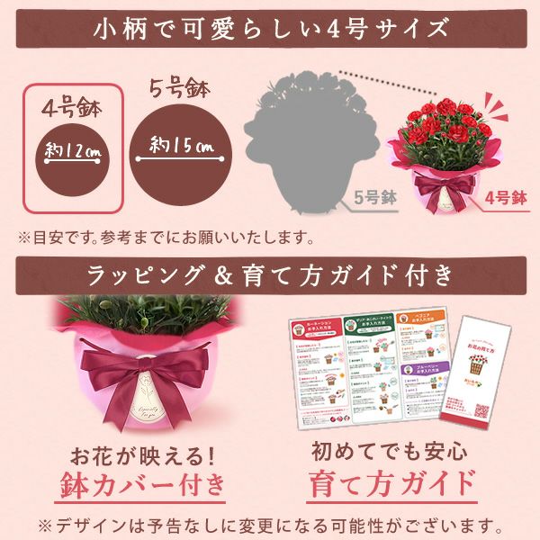 カーネーション(4号)＆お芋スイーツとはちみつ紅茶セット