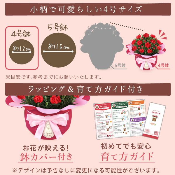 カーネーション(4号)＆お芋スイーツとはちみつ紅茶セット