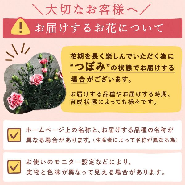 カーネーション(4号)＆お芋スイーツとはちみつ紅茶セット