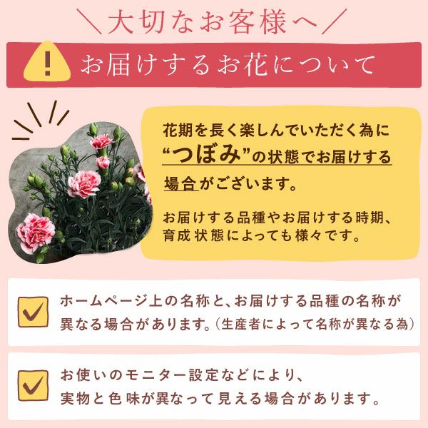 カーネーション(4号)＆お芋スイーツとはちみつ紅茶セット