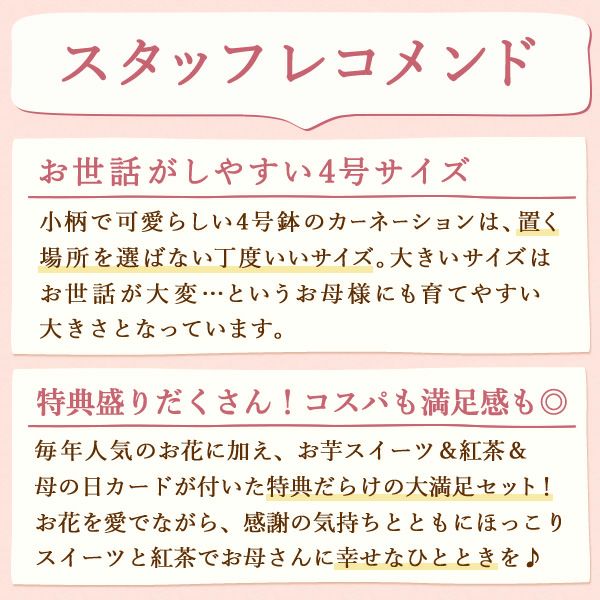 カーネーション(4号)＆お芋スイーツとはちみつ紅茶セット