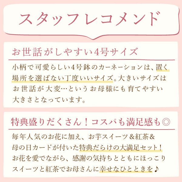 カーネーション(4号)＆お芋スイーツとはちみつ紅茶セット