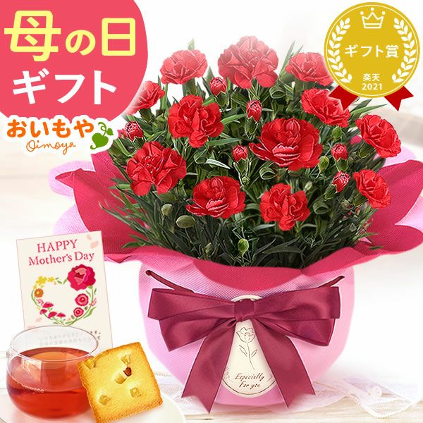 カーネーション(4号)＆お芋スイーツとはちみつ紅茶セット