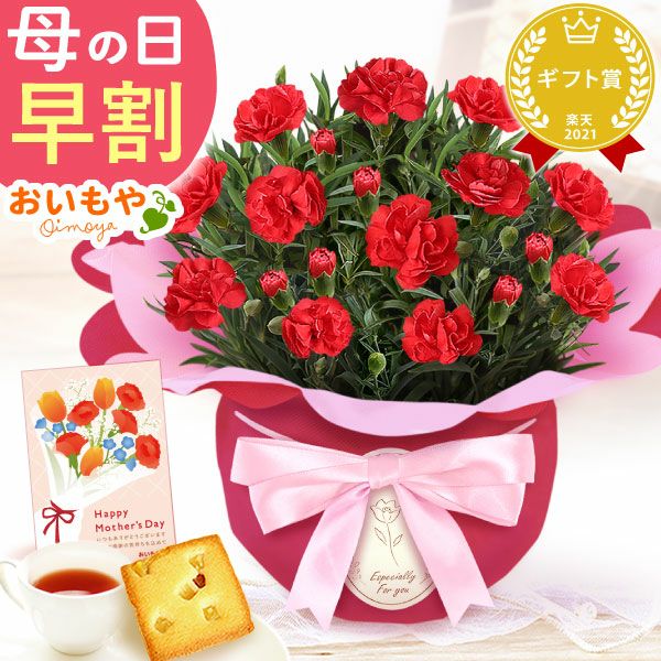 カーネーション(4号)＆お芋スイーツとはちみつ紅茶セット