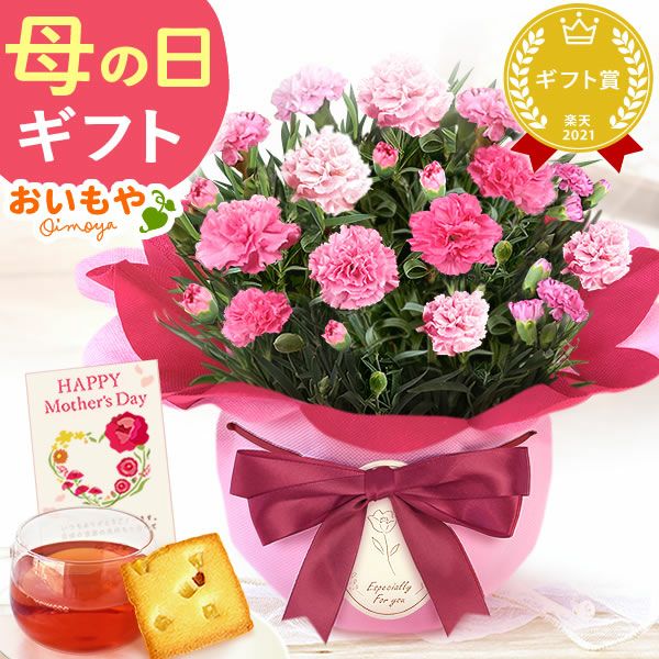 カーネーション(4号)＆お芋スイーツとはちみつ紅茶セット