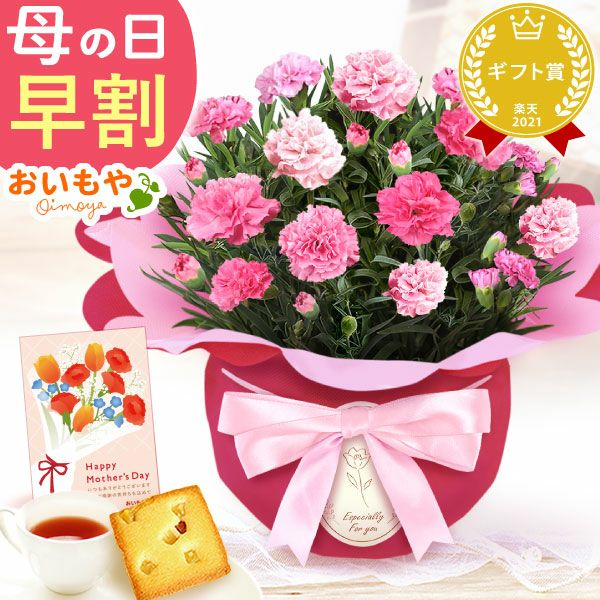 カーネーション(4号)＆お芋スイーツとはちみつ紅茶セット