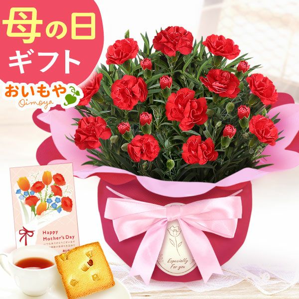 カーネーション(4号)＆お芋スイーツとはちみつ紅茶セット