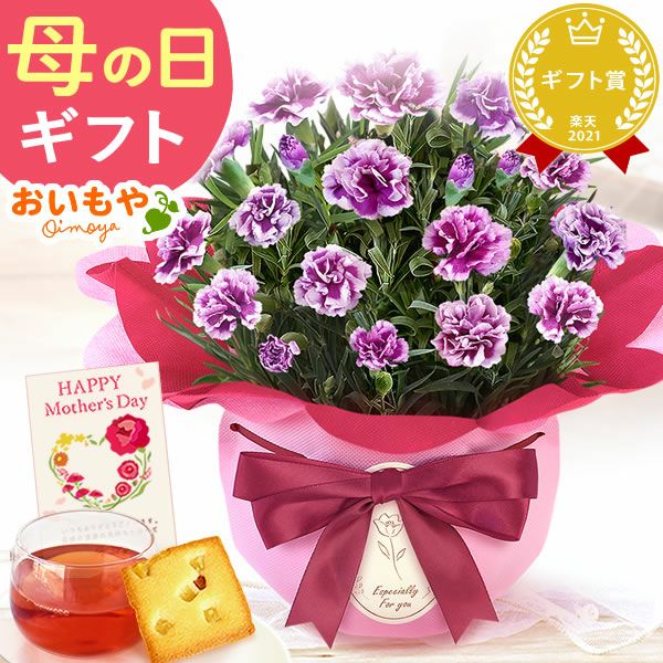 カーネーション(4号)＆お芋スイーツとはちみつ紅茶セット