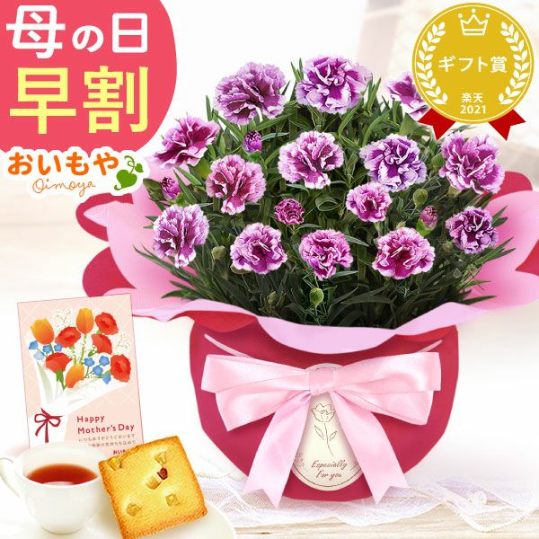 カーネーション(4号)＆お芋スイーツとはちみつ紅茶セット