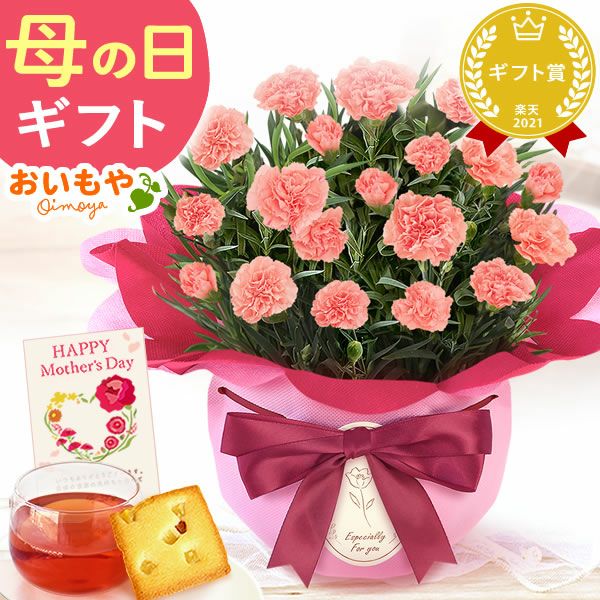 カーネーション(4号)＆お芋スイーツとはちみつ紅茶セット